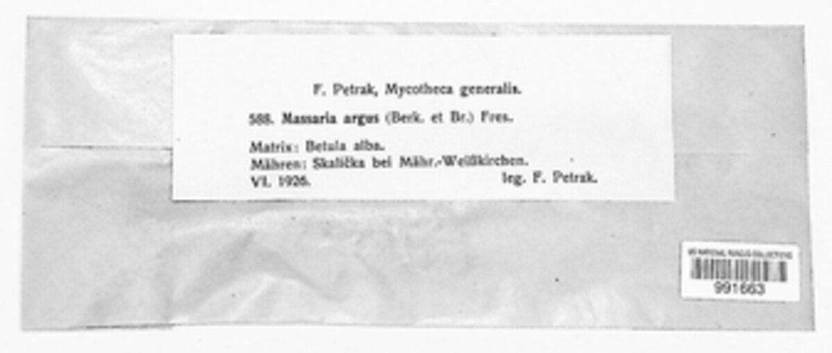 Splanchnonema argus image